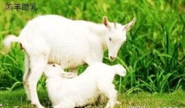 网红小羊吃瓜视频大全集,趣味视频大全集精彩回顾